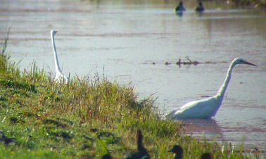 Grotezilverreigers250903G